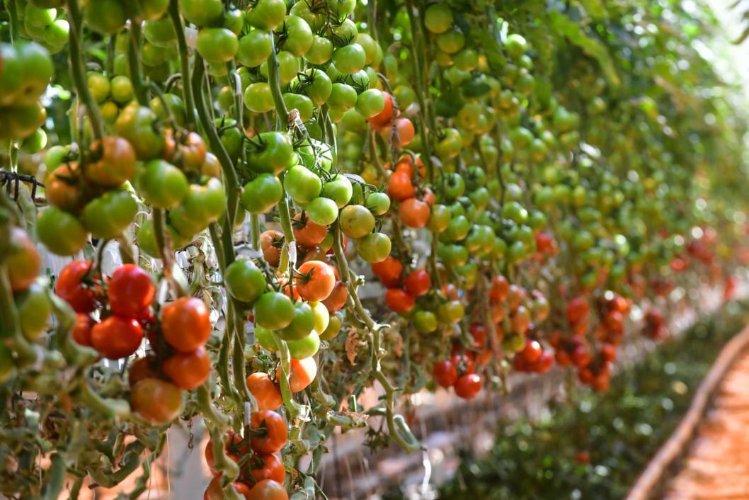Фото: Сергей Елесин, ИА "Тюменская линия"