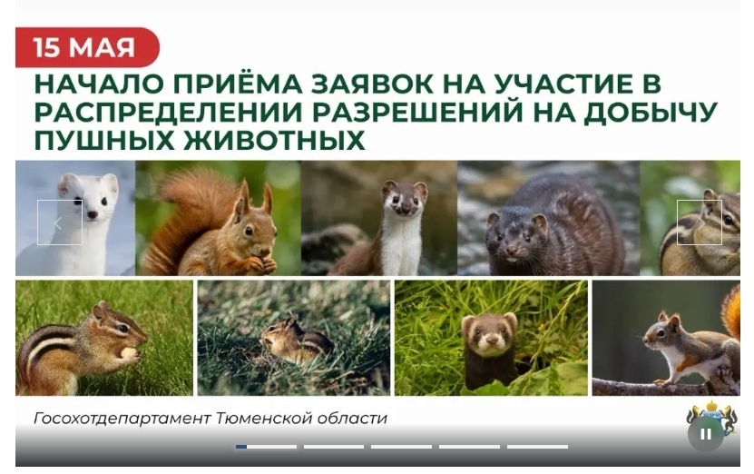Фото: скриншот / ohota.admtyumen.ru